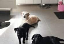 犬、猫から毒蜘蛛まで・・・デンマークで人気のペット