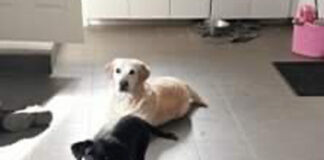 犬、猫から毒蜘蛛まで・・・デンマークで人気のペット