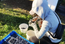 給与明細公開! 日本より稼げる?!オーストラリアのアルバイト事情