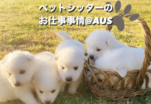 犬を散歩するだけでプール付きの豪邸が家賃タダ!?ワンダフルな仕事@オーストラリア