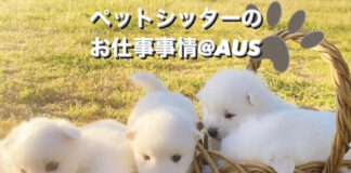 犬を散歩するだけでプール付きの豪邸が家賃タダ!?ワンダフルな仕事@オーストラリア