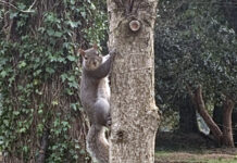 アイルランドは電気代、ガソリン代が爆上がり中