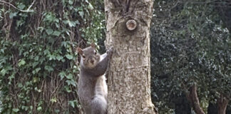 アイルランドは電気代、ガソリン代が爆上がり中
