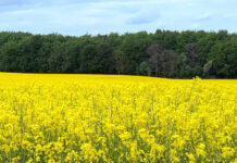 フォルケホイスコーレでデンマークではいろんなことにチャレンジできる国