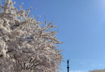 デンマーク人に教わる日本文化