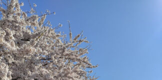 デンマーク人に教わる日本文化