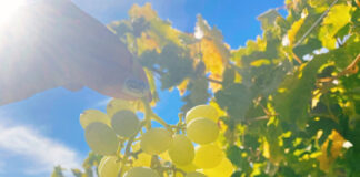 今が旬の、グレープピッキングのコツ