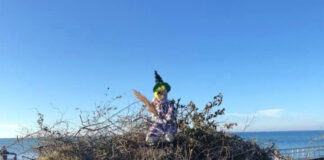 いかがです? ちょっと違う日本とデンマーク