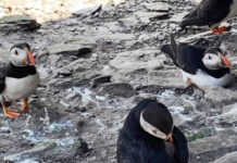 アイルランドで食を楽しむなら夏!