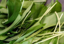 ドイツで味わう絶品ハーブ『ベアラウフ(Bärlauch)』