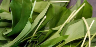 ドイツで味わう絶品ハーブ『ベアラウフ(Bärlauch)』