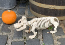 アイルランドで、アイリッシュ文化に触れてみよう!