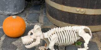 アイルランドで、アイリッシュ文化に触れてみよう!