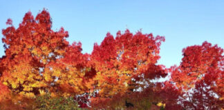 稼ぐワーホリ・円安の今だからこそ、海外に出るチャンス!