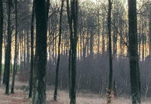 日本とはこんなに違う、デンマークの学校のシステム