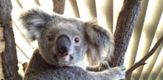 ワーホリをして海外生活をするメリット